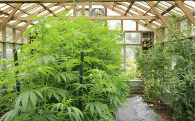 ¿Son legales los Clubes Sociales de consumidores de Cannabis?